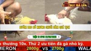 TRẬN 12 CPC5 NGÀY 22/08/2025