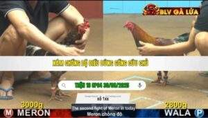 TRẬN 16 CPC4 NGÀY 30/08/2025