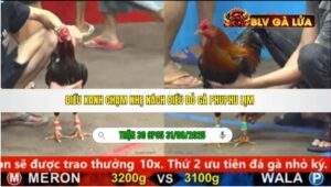 TRẬN 30 CPC5 NGÀY 31/08/2025