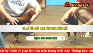 TRẬN 6 CPC4 NGÀY 31/08/2025