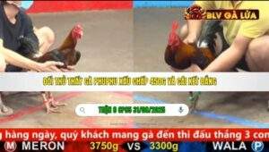 TRẬN 8 CPC5 NGÀY 31/08/2025