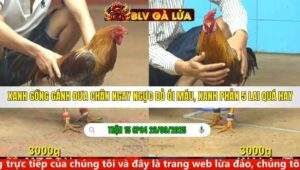 TRẬN 15 CPC4 NGÀY 26/9/2025