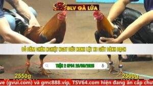 TRẬN 2 CPC4 NGÀY 26/9/2025