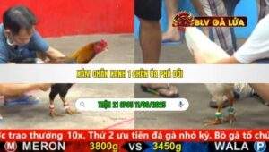 TRẬN 21 CPC5 NGÀY 11/09/2025