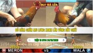 TRẬN 10 CPC4 NGÀY 24/10/2025