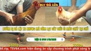 TRẬN 12 CPC4 NGÀY 1/10/2025