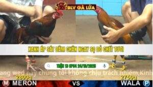 TRẬN 13 CPC4 NGÀY 24/10/2025