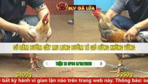 TRẬN 13 CPC4 NGÀY 8/10/2025