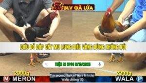 TRẬN 16 CPC4 NGÀY 6/10/2025