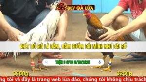 TRẬN 3 CPC4 NGÀY 8/10/2025
