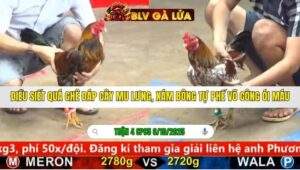 TRẬN 4 CPC5 NGÀY 6/10/2025