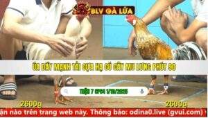 TRẬN 7 CPC4 NGÀY 1/10/2025