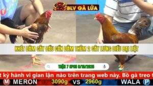 TRẬN 7 CPC5 NGÀY 6/10/2025