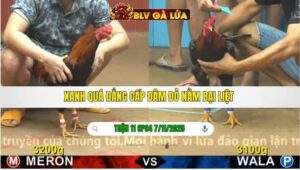 TRẬN 11 CPC4 NGÀY 7/11/2025