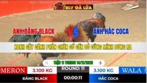 TRẬN 11 TONHON NGÀY 14/11/2025