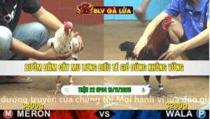 TRẬN 22 CPC4 NGÀY 13/11/2025