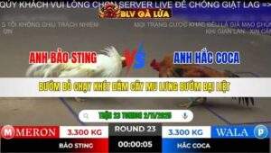 TRẬN 23 TONHON NGÀY 2/11/2025