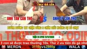 TRẬN 24 CPC5 NGÀY 11/11/2025