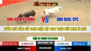 TRẬN 36 TONHON NGÀY 14/11/2025