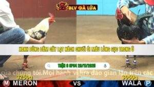 TRẬN 6 CPC4 NGÀY 29/11/2025