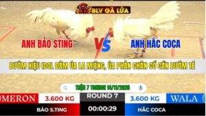 TRẬN 7 TONHON NGÀY 14/11/2025