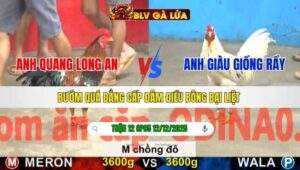 TRẬN 12 CPC5 NGÀY 12/12/2025