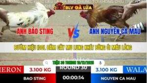 TRẬN 30 TONHON NGÀY 10/12/2025