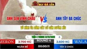 TRẬN 4 TONHON NGÀY 31/12/2025