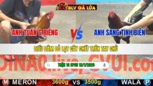 TRẬN 14 CPC5 NGÀY 13/1/2026